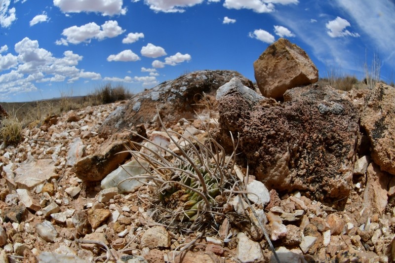 Navajo Pincushion Cactus photo 5