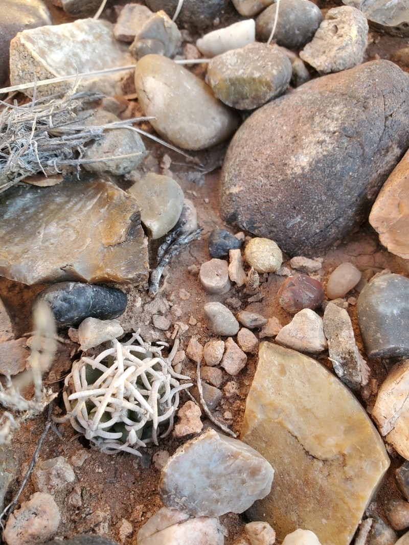 Navajo Pincushion Cactus photo 6