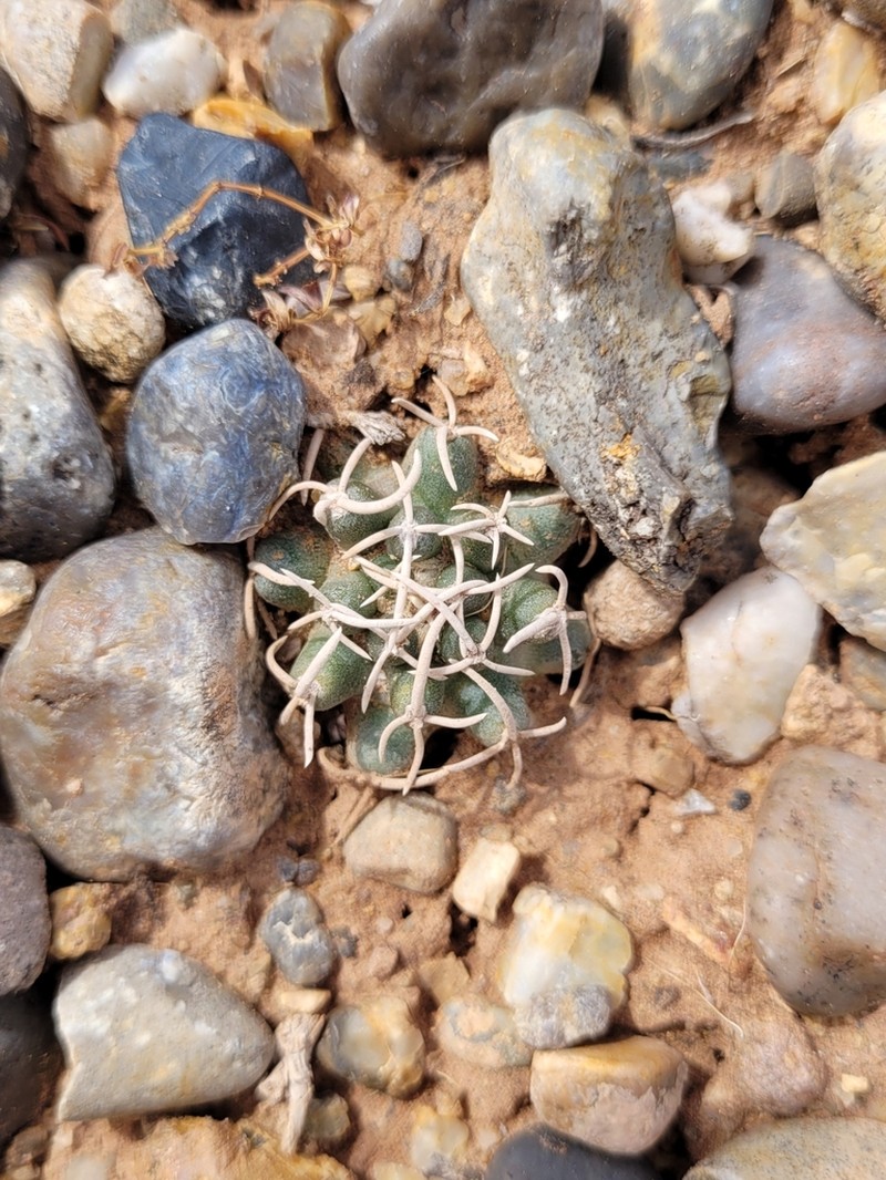 Navajo Pincushion Cactus photo 7