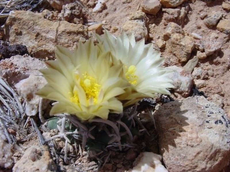 Navajo Pincushion Cactus photo 8