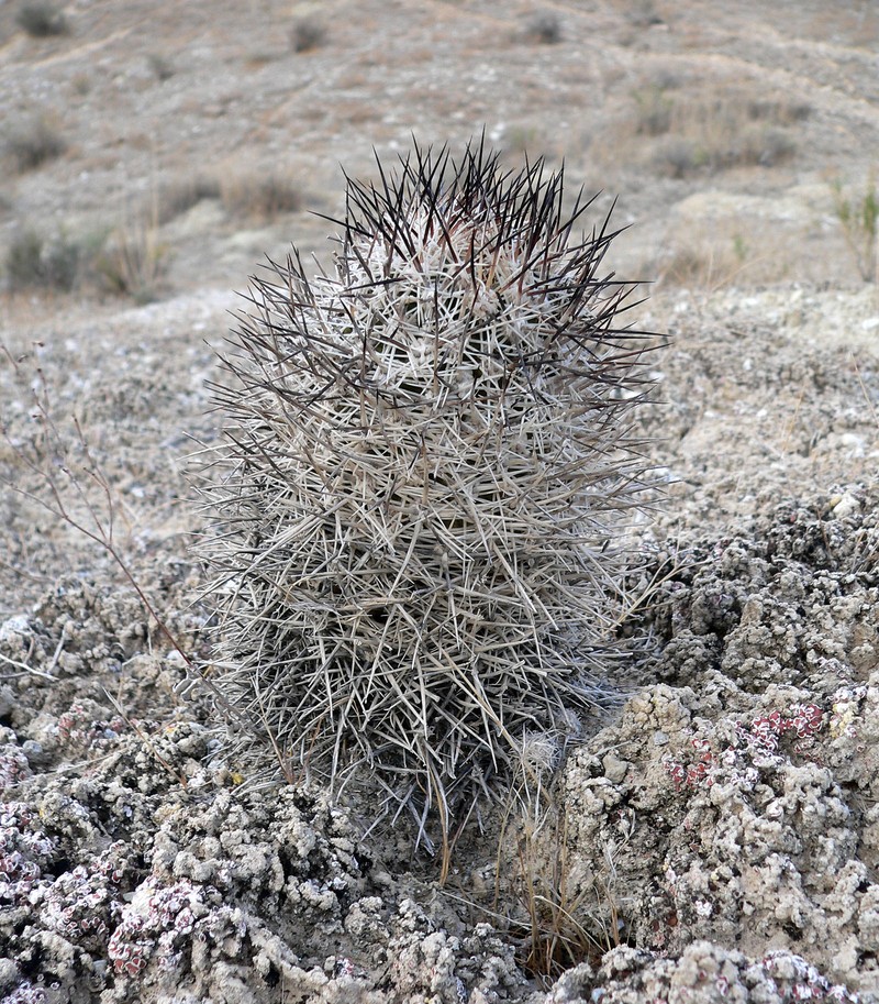 Siler Pincushion Cactus photo 4