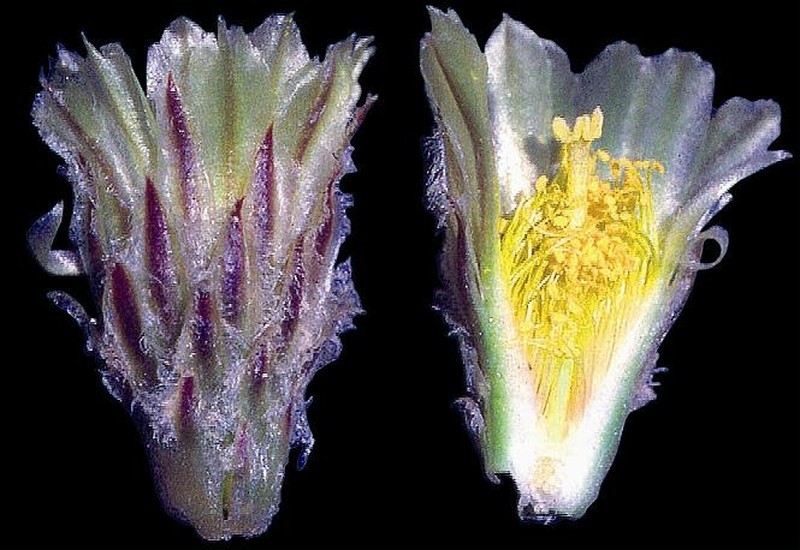 Siler Pincushion Cactus photo 5
