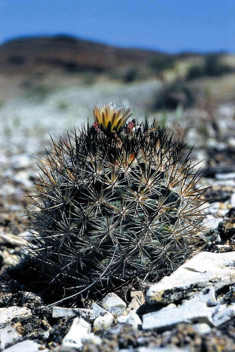 Siler Pincushion Cactus