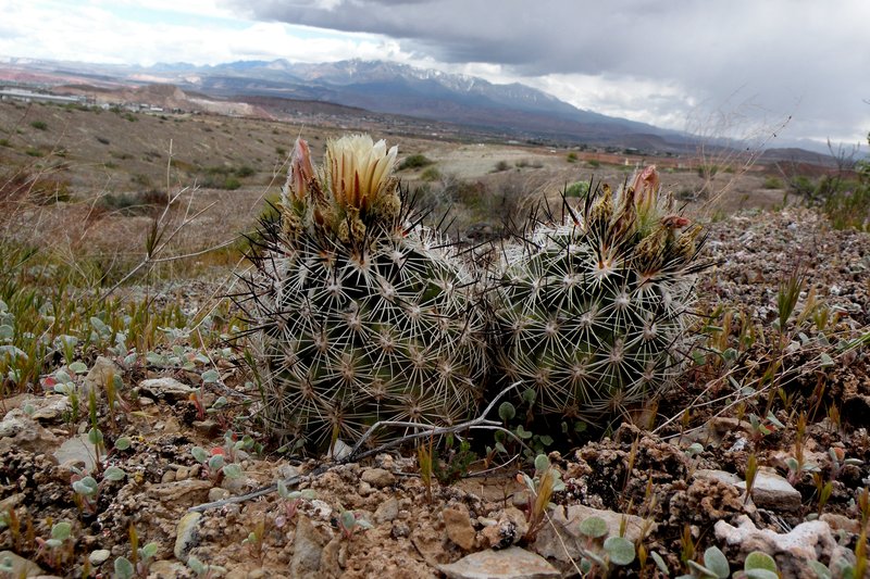 Siler Pincushion Cactus photo 6