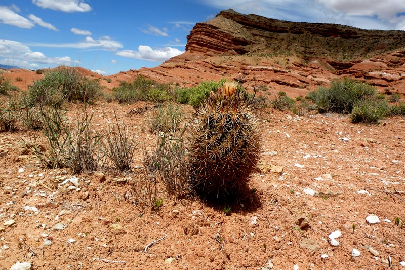 Siler Pincushion Cactus photo 7