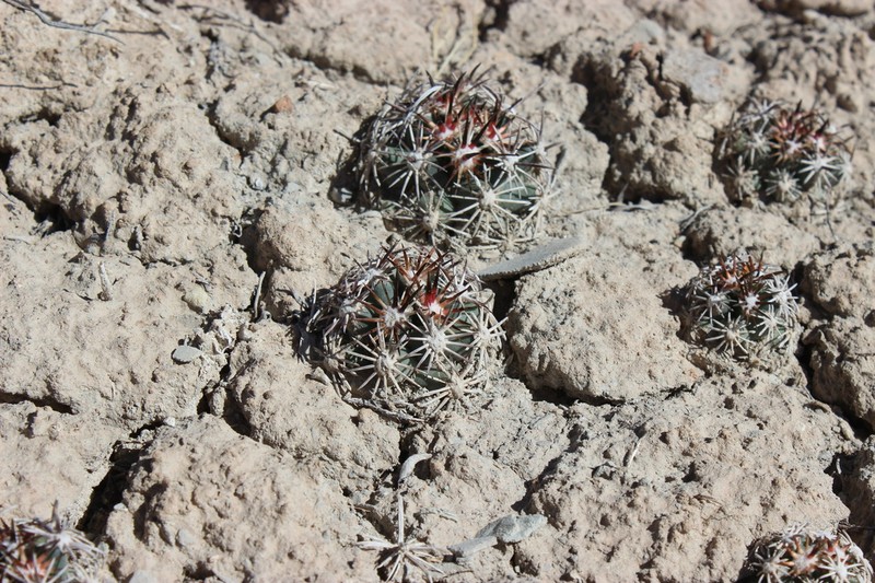 Siler Pincushion Cactus photo 7