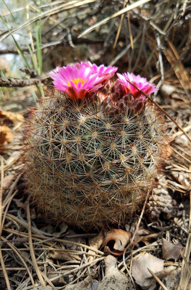 Mountain Ball Cactus