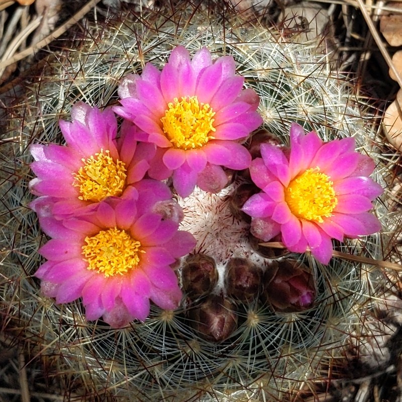 Mountain Ball Cactus photo 2
