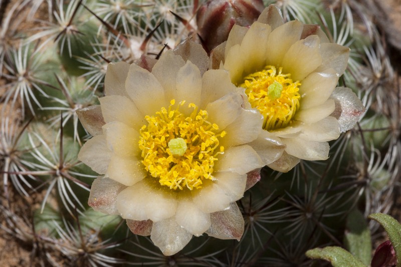 Mountain Ball Cactus photo 4