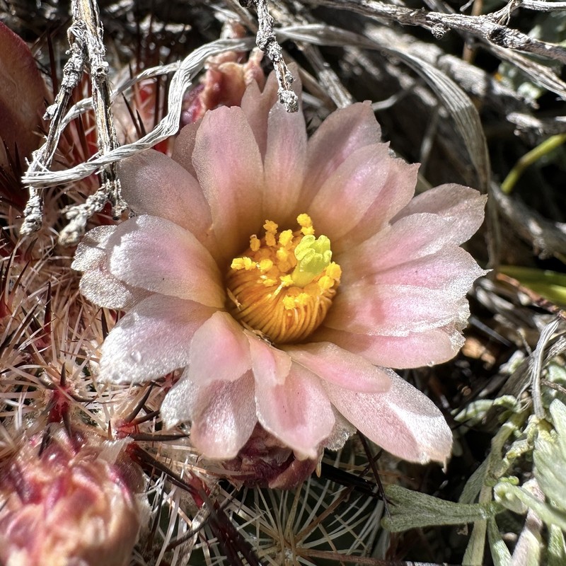 Mountain Ball Cactus photo 5