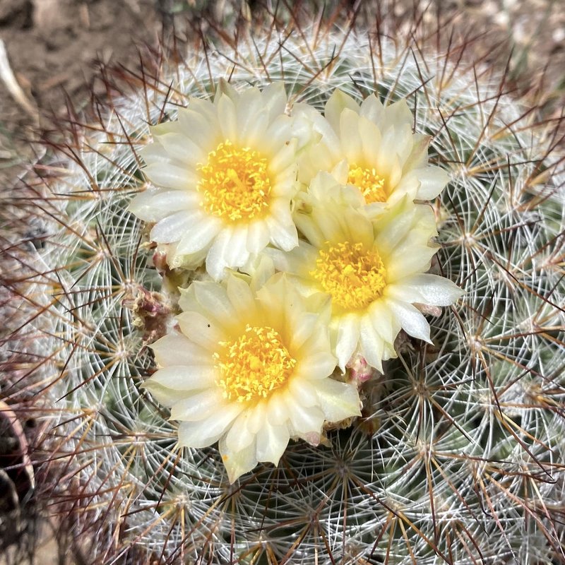 Mountain Ball Cactus photo 6
