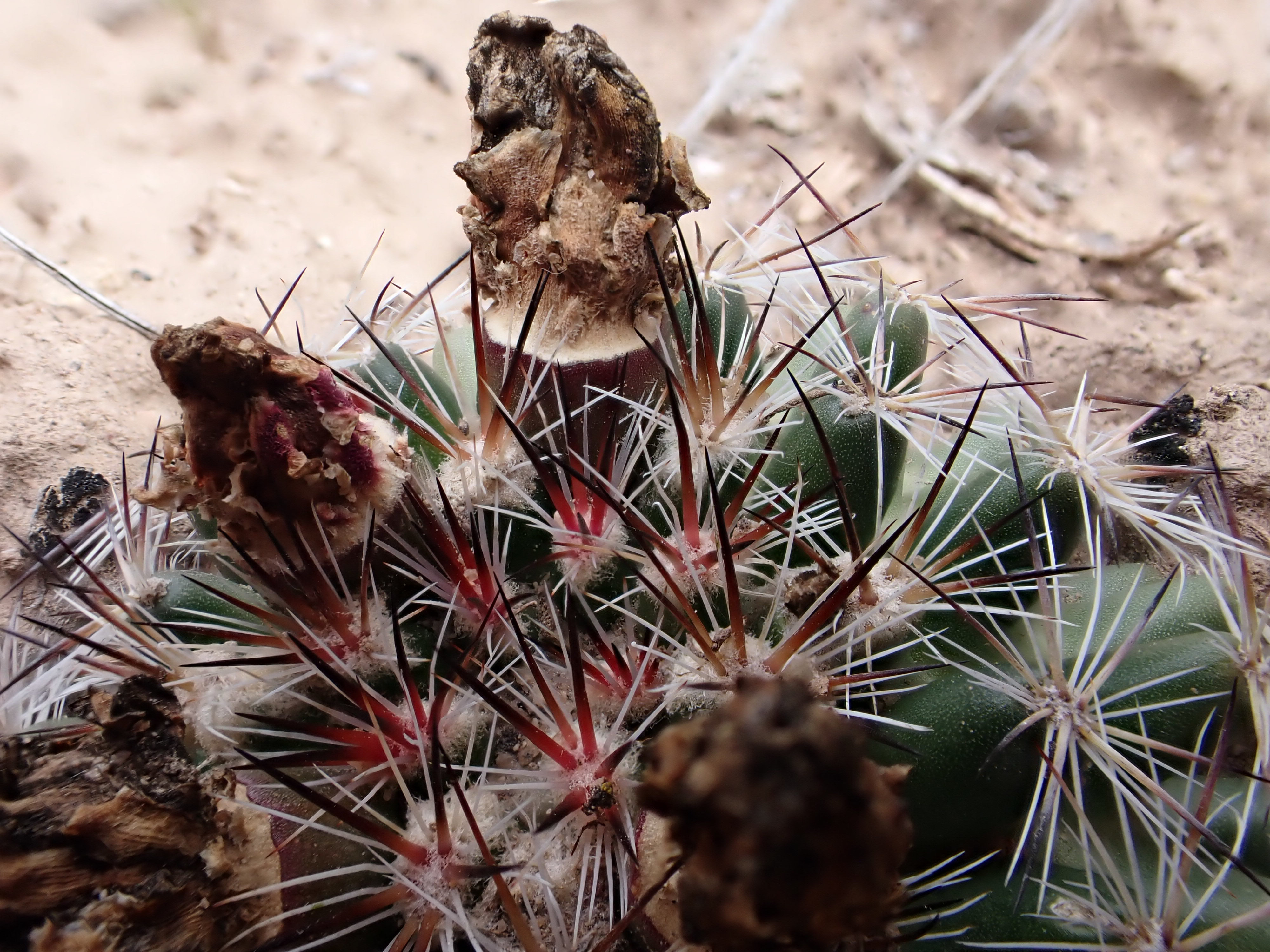 Mountain Ball Cactus photo 7