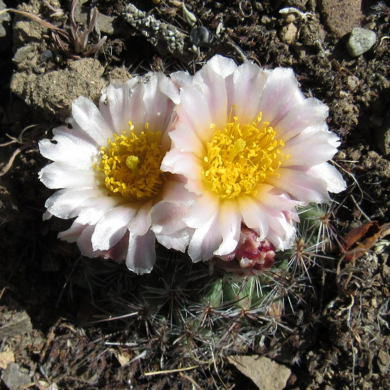 Mountain Ball Cactus photo 8