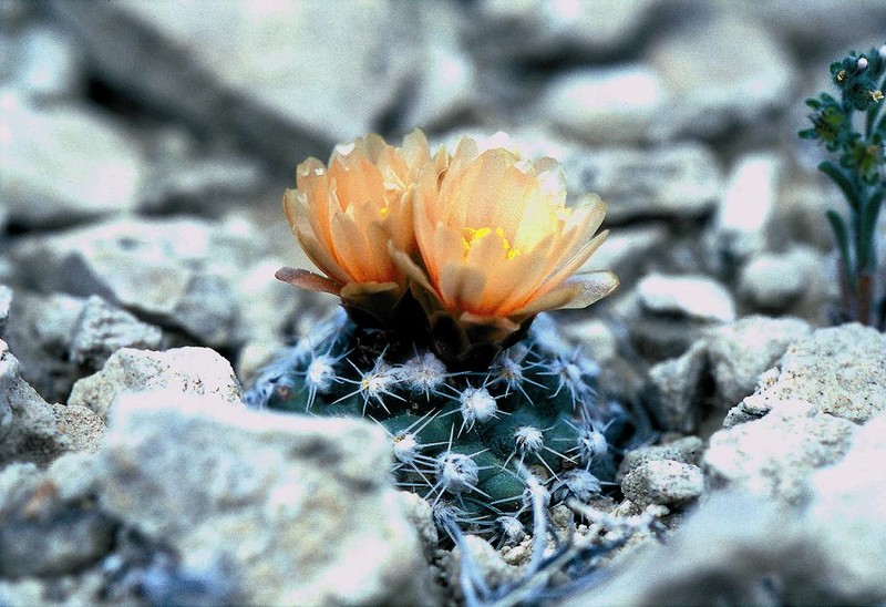 Winkler's Pincushion Cactus