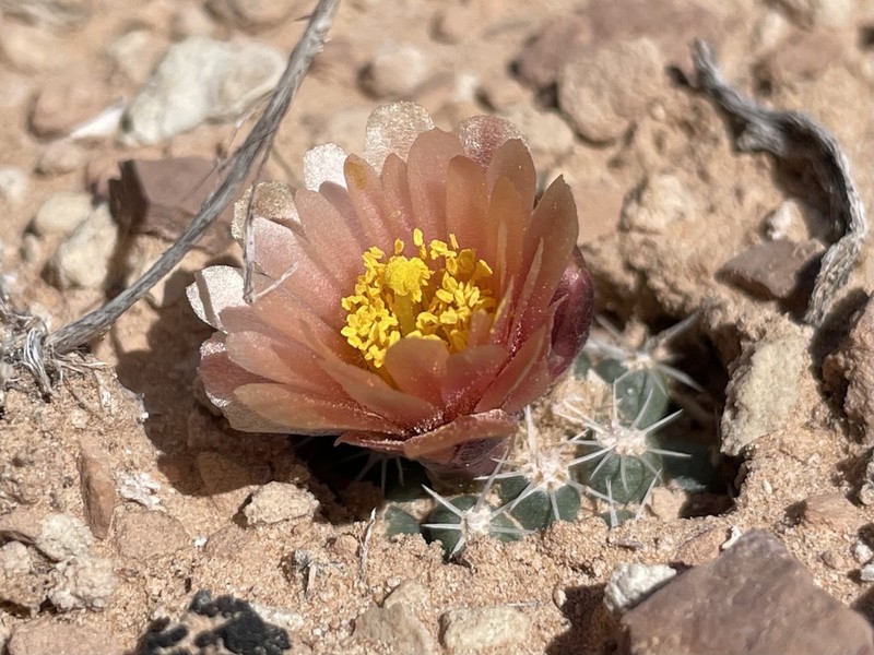 Winkler's Pincushion Cactus