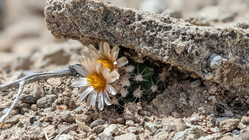Winkler's Pincushion Cactus photo 2