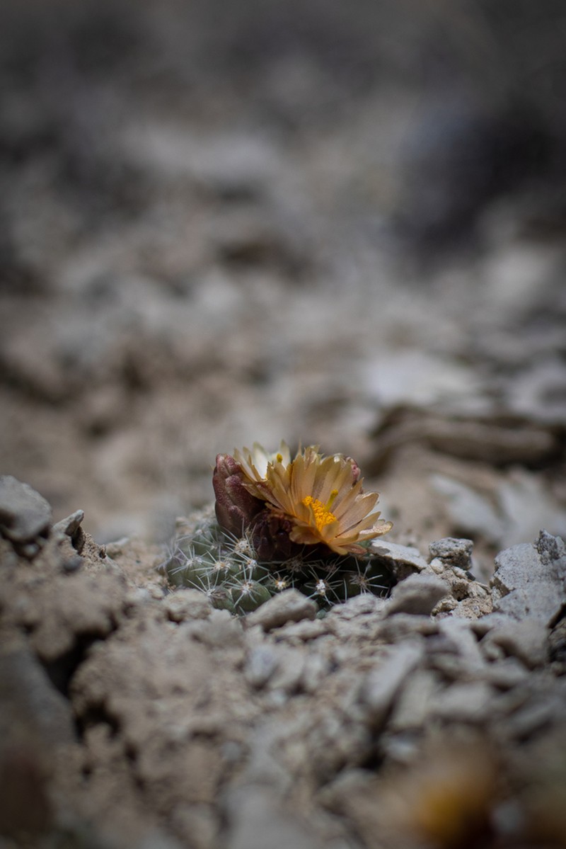 Winkler's Pincushion Cactus photo 3