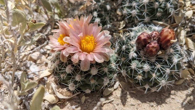 Winkler's Pincushion Cactus photo 4