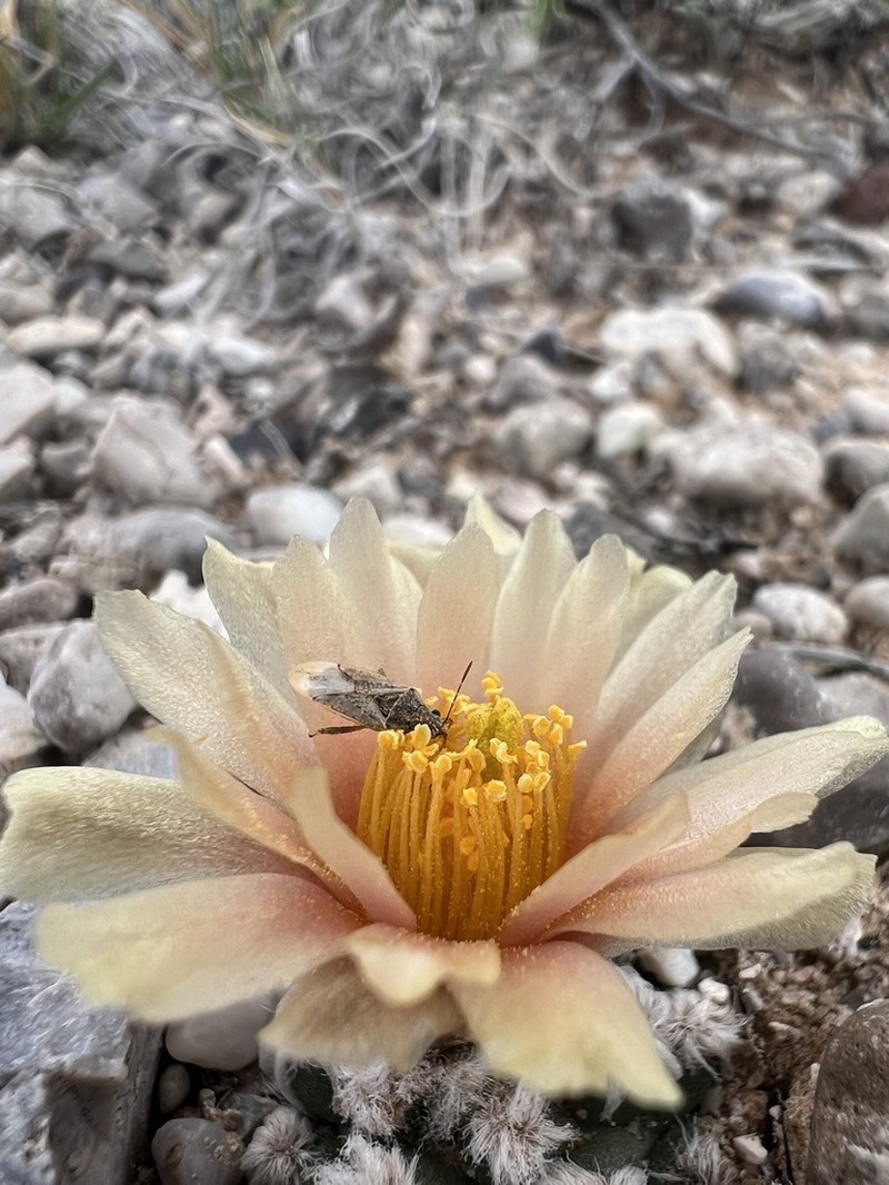 Winkler's Pincushion Cactus photo 5