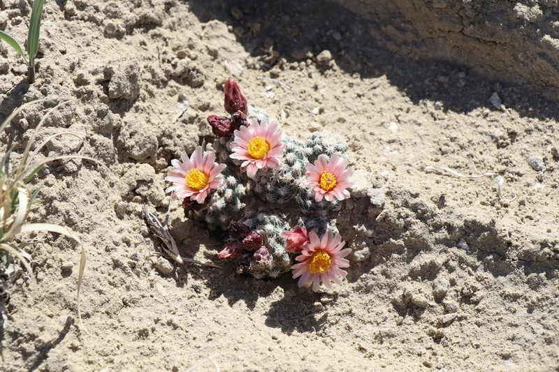 Winkler's Pincushion Cactus photo 6