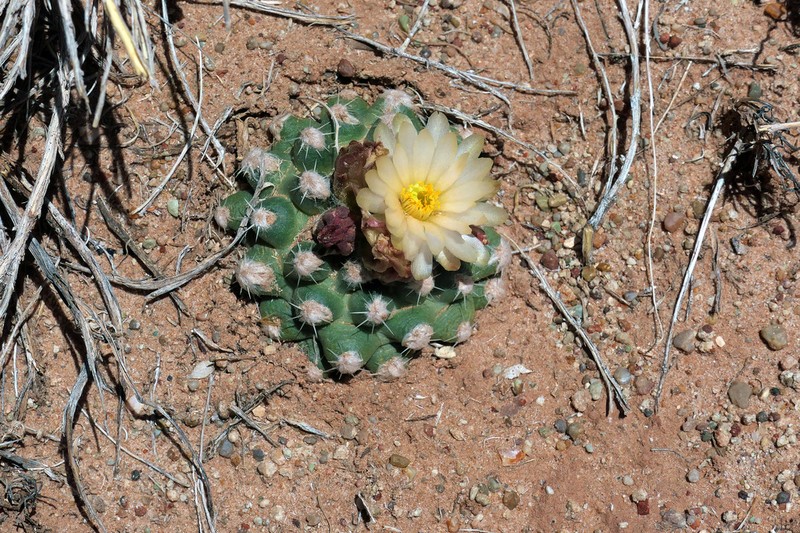 Winkler's Pincushion Cactus photo 7
