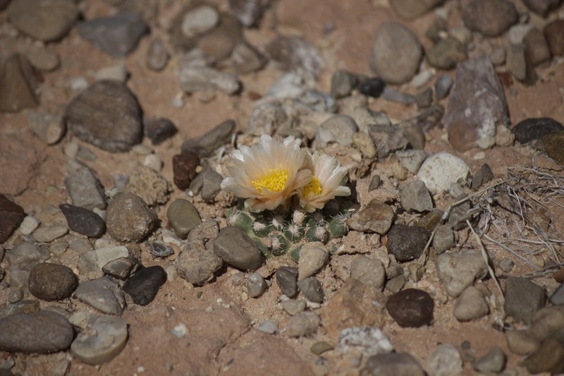 Winkler's Pincushion Cactus photo 8