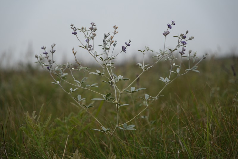 Silverleaf Indian Breadroot photo 2