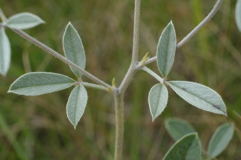 Silverleaf Indian Breadroot photo 3