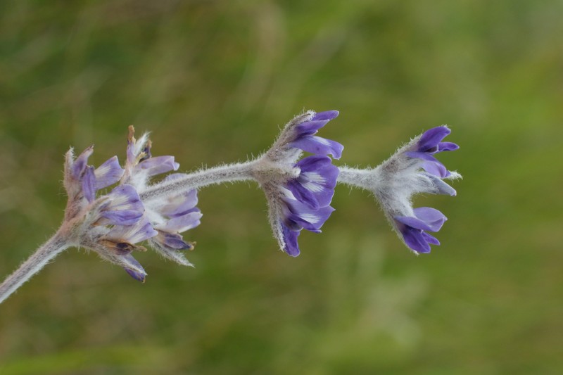 Silverleaf Indian Breadroot photo 4