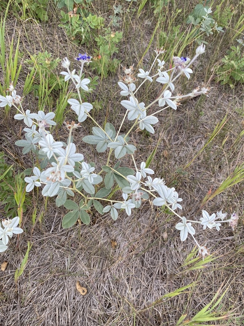 Silverleaf Indian Breadroot