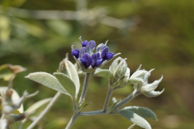Silverleaf Indian Breadroot photo 2
