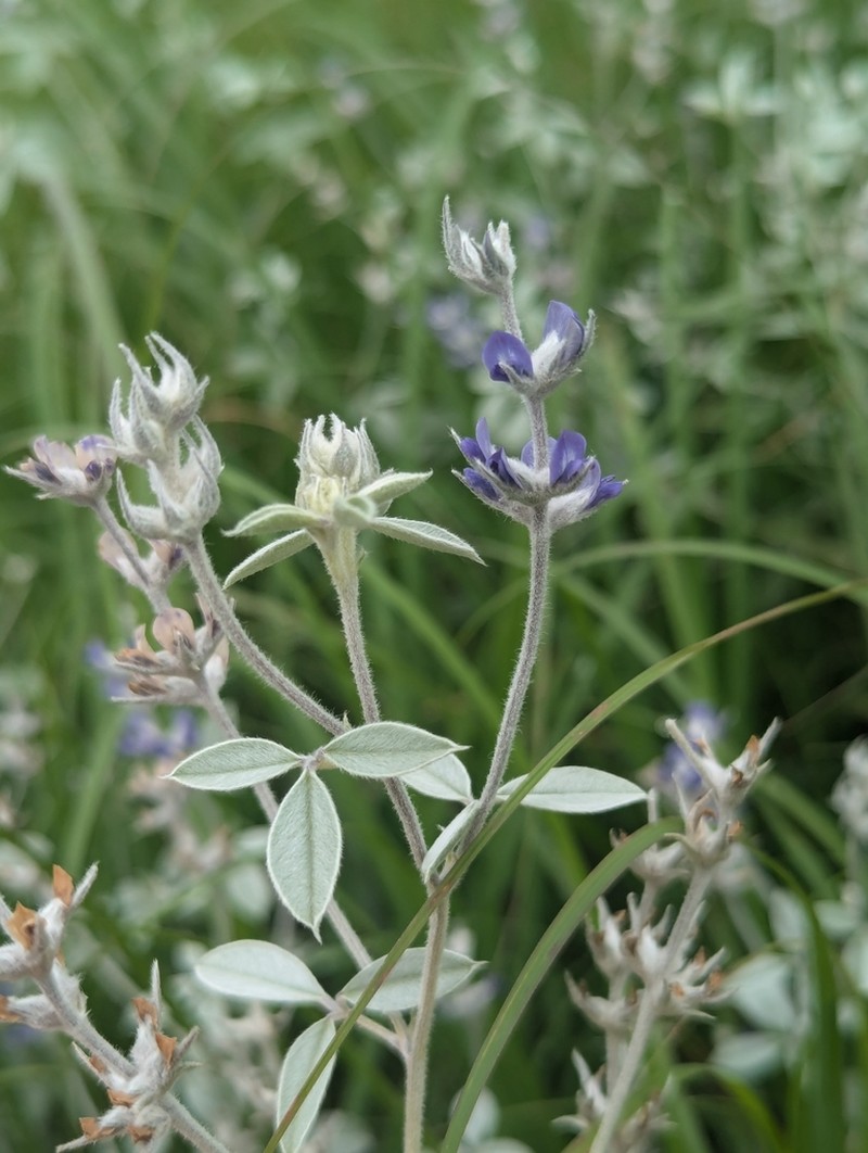 Silverleaf Indian Breadroot photo 3