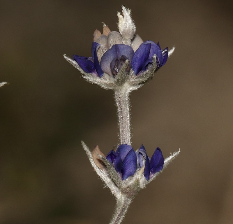 Silverleaf Indian Breadroot photo 4