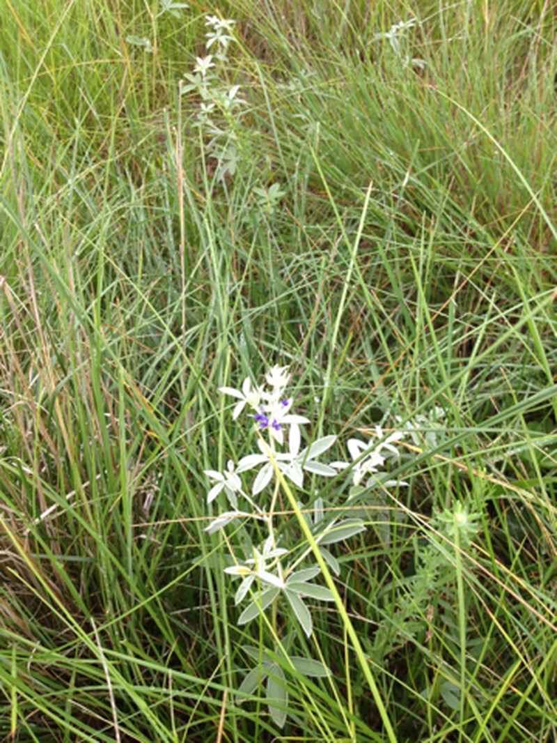 Silverleaf Indian Breadroot photo 5