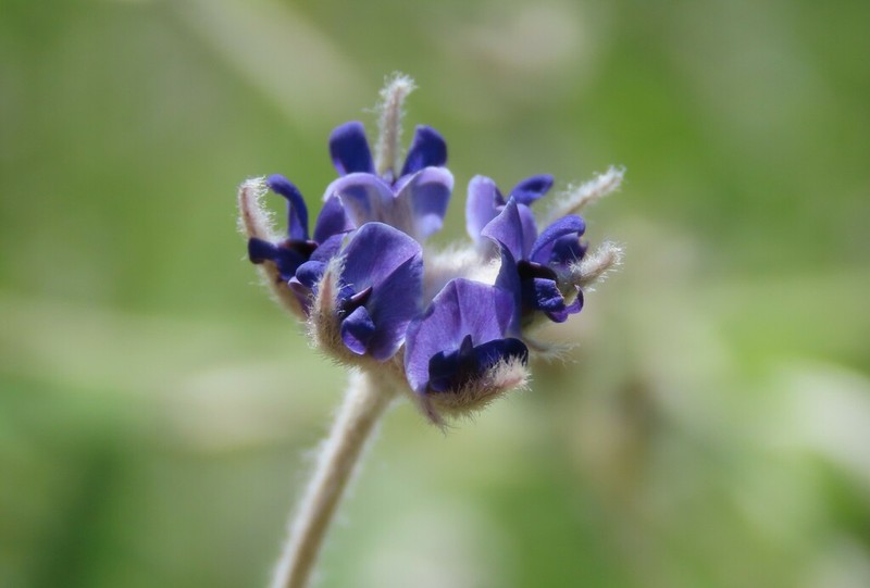 Silverleaf Indian Breadroot photo 6