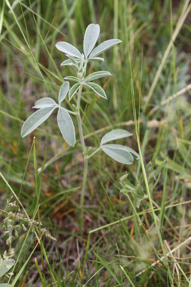Silverleaf Indian Breadroot photo 7