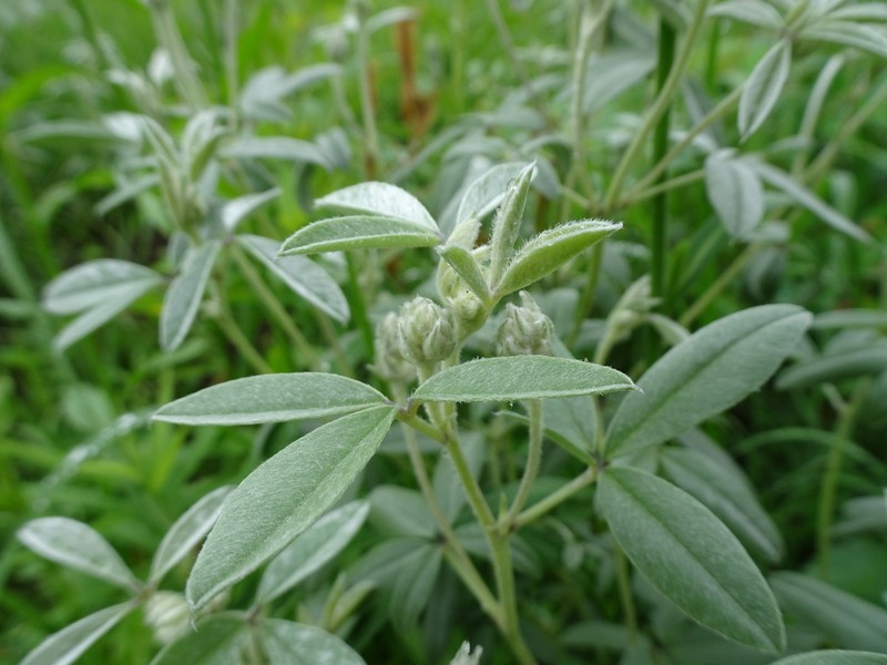 Silverleaf Indian Breadroot photo 8