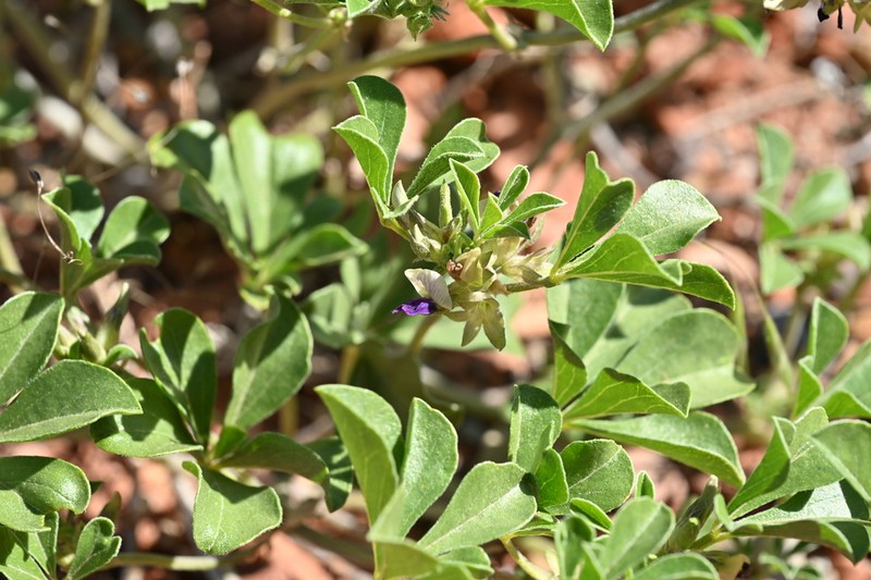 Aromatic Indian Breadroot