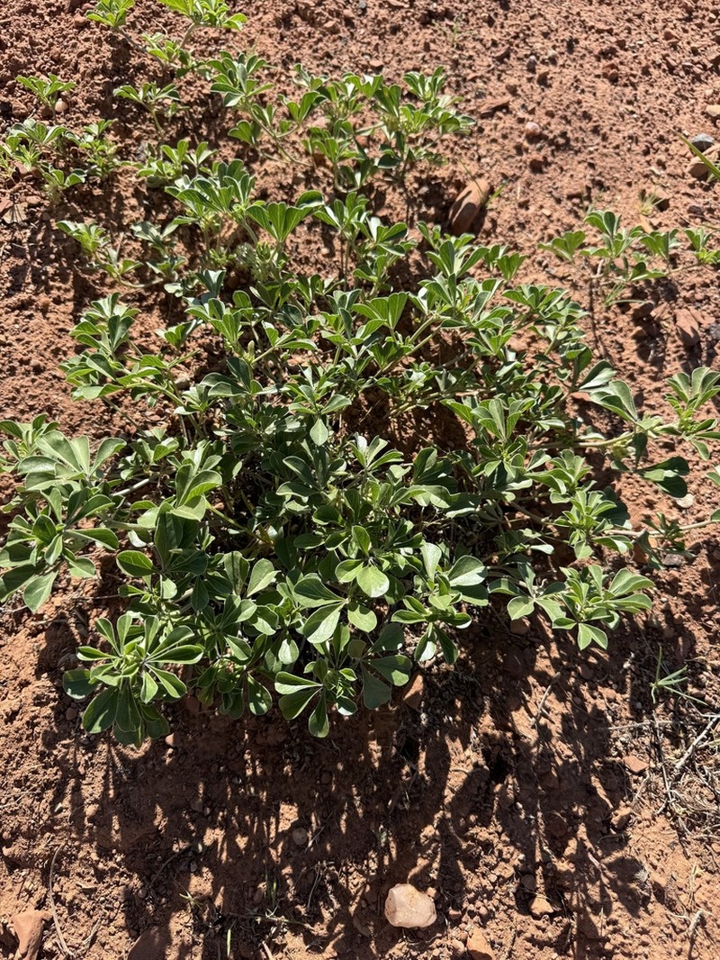 Aromatic Indian Breadroot photo 2