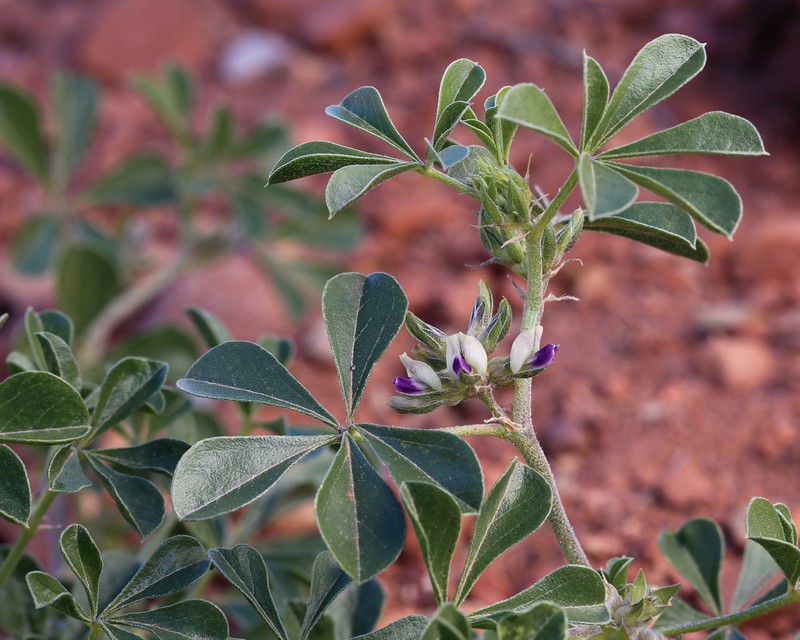 Aromatic Indian Breadroot photo 3
