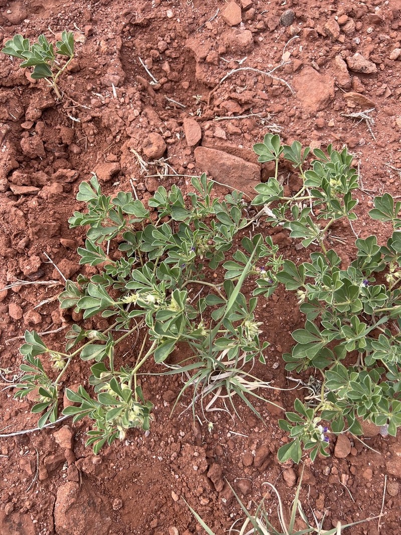 Aromatic Indian Breadroot photo 4