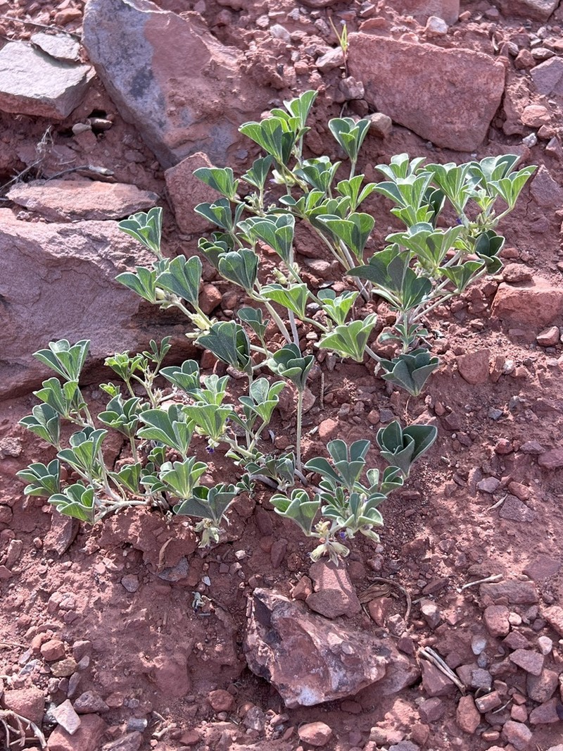 Aromatic Indian Breadroot photo 5