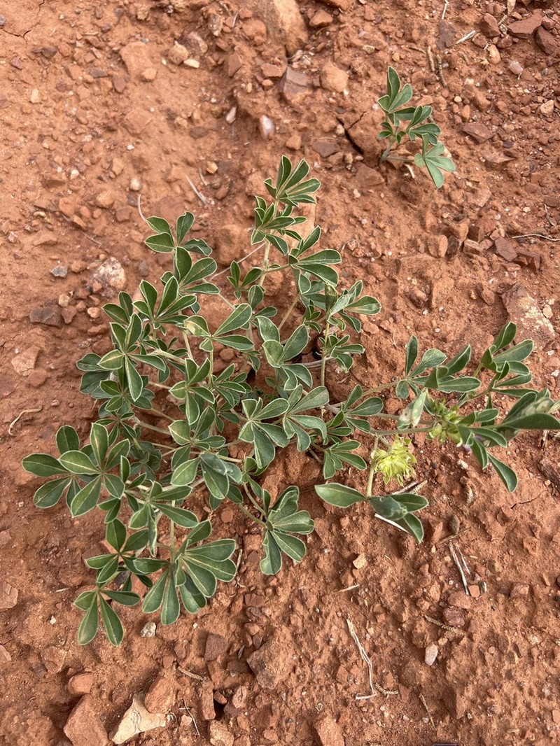 Aromatic Indian Breadroot photo 6