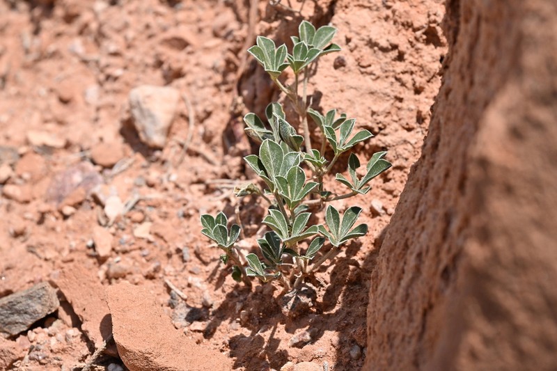 Aromatic Indian Breadroot photo 7