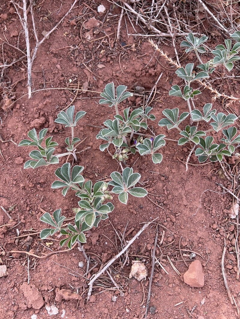 Aromatic Indian Breadroot photo 8