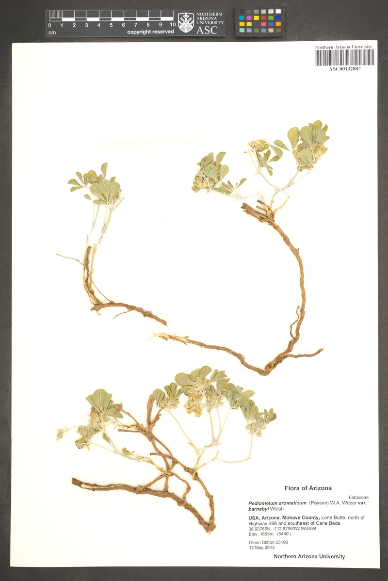 Pediomelum aromaticum var. aromaticum