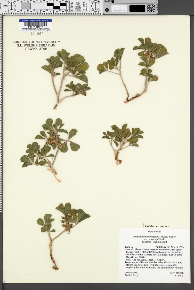 Pediomelum aromaticum var. aromaticum photo 2