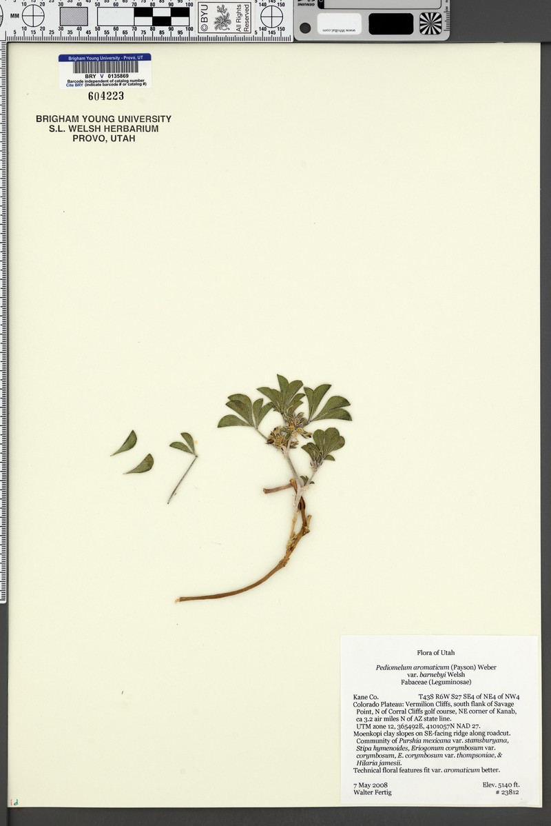 Pediomelum aromaticum var. aromaticum photo 3