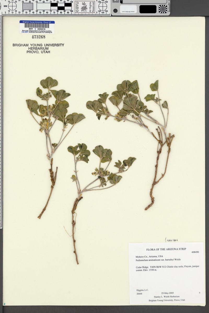 Pediomelum aromaticum var. aromaticum photo 4