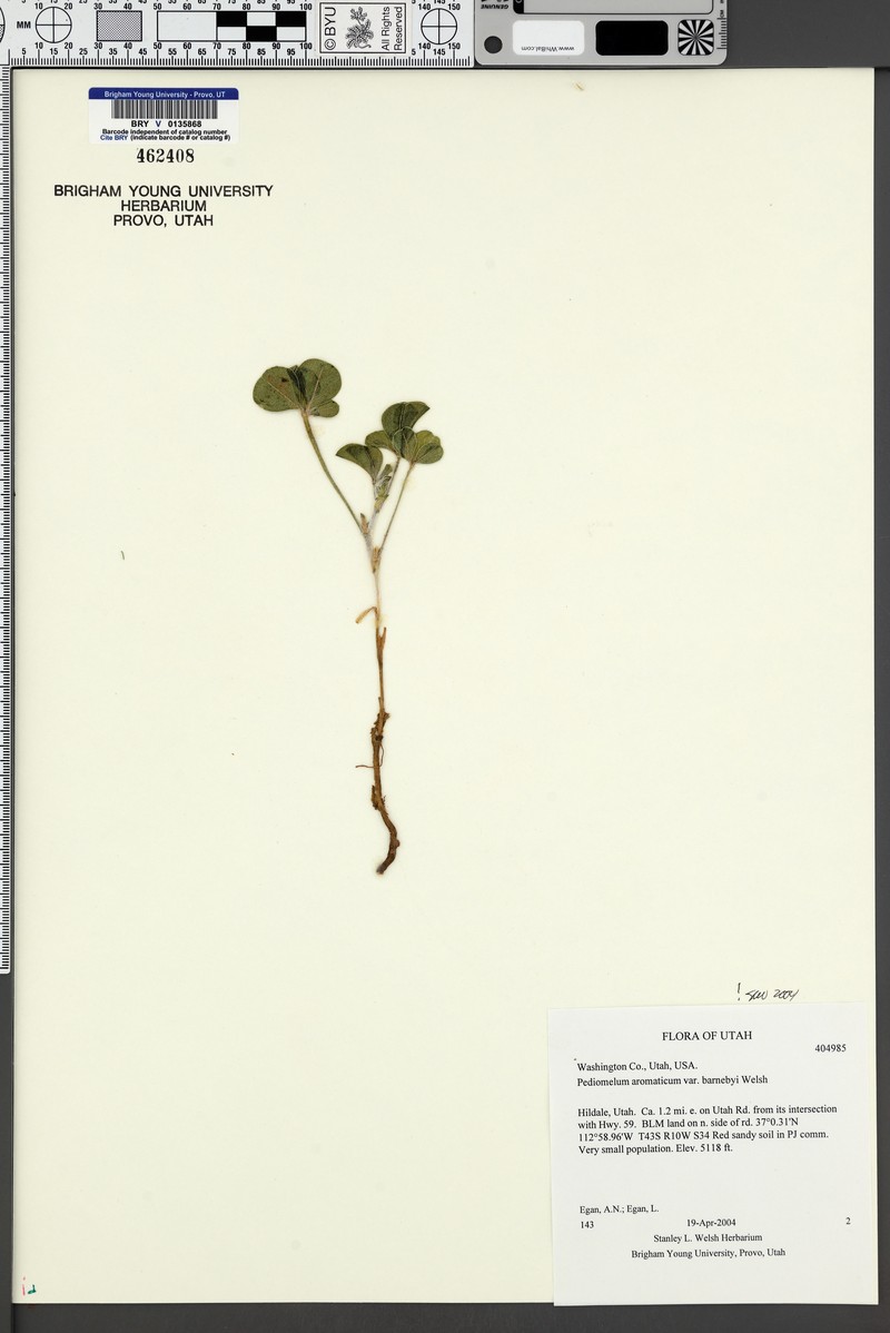 Pediomelum aromaticum var. aromaticum photo 5